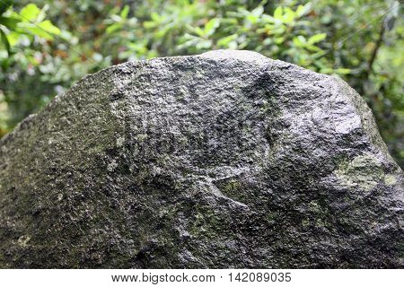 big wild natural grey wet stone diabase with green patina and moss and lichen foreground closeup in Crimean green forest