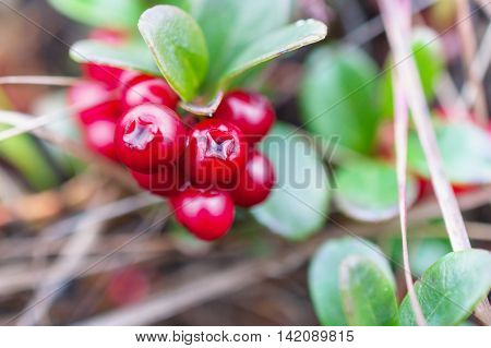 Small shrub with berries ripe cranberries. Polar tundra deep autumn.
