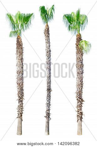 Sick palm tree isolated on white background. Washingtonia filifera.