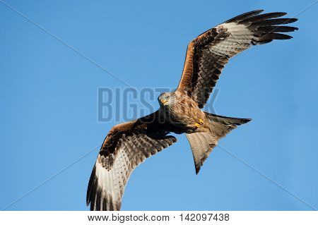 Red Kite (Milvus Milvus) flying through clear blue sky