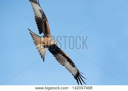 Red Kite (Milvus Milvus) flying through clear blue sky