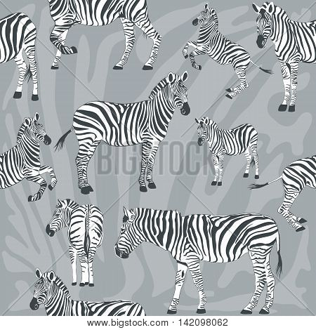Seamless pattern with wild zebra vector Illustration