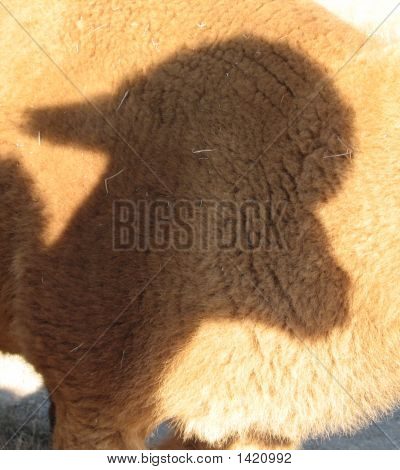 Альпака тень на Альпака