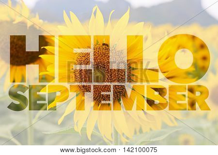 Hello September word on sunflower nature background