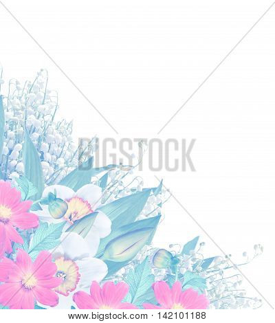 spring flowers narcissus isolated on white background