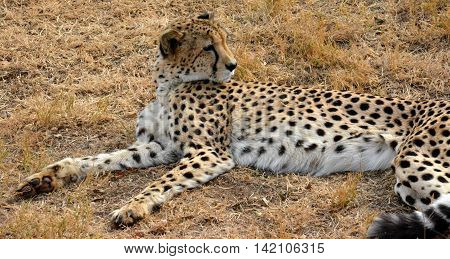African Cheetah resting in nature, South Africa