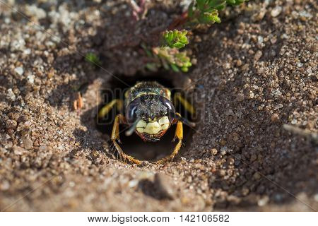 European Beewolf wasp (Philanthus triangulum) exiting its egg-laying burrow or chamber