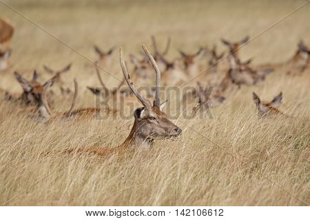 Young Red Deer stag (Cervus elaphus) with herd behind in long grass