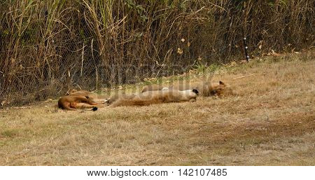 Lions resting in the late afternoon sun, National Park, South Africa