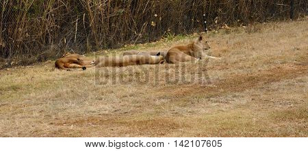 Lions resting in the late afternoon sun, National Park, South Africa