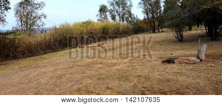 Lions resting in the late afternoon sun, National Park, South Africa