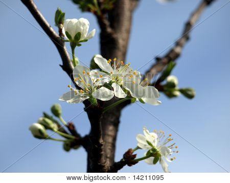 Fleur