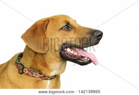 Happy dog isolated on white is a big beautiful brown dog looking very happy with his tongue hanging out of his mouth.