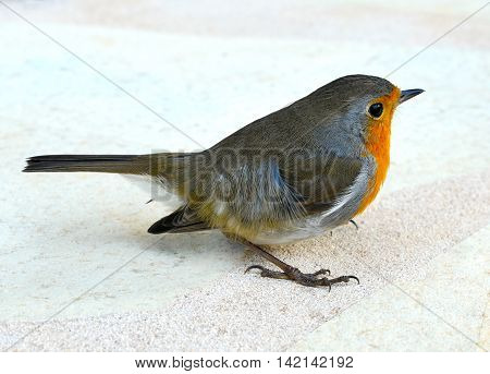 Robin or robin red breast, close-up shot.