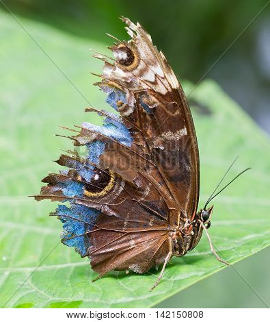 Butterfly In The Green Forest