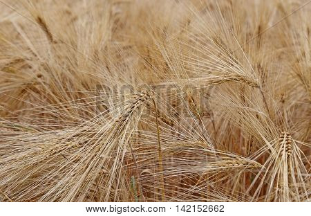large yellow wheat ears in the wide field in summer