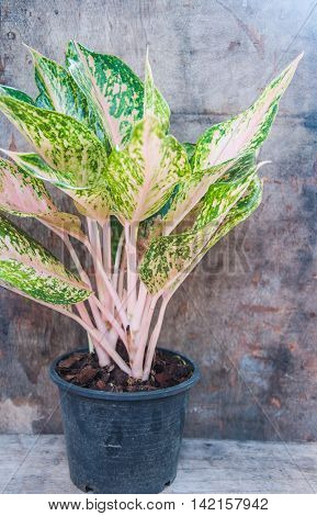 Aglaonema beautiful plant in pot at Thailand luck plant in home