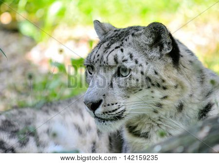 Snow Leopard (irbis)