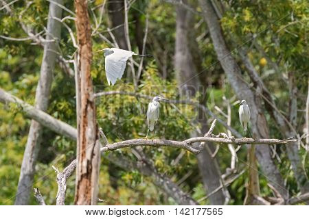 Intermediate Egret flying and Little egret aquatic heron birds perching on tree branch in the forest, Thailand, Asia