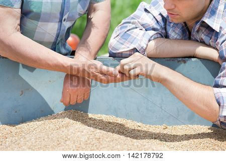 Farmers Looking At Wheat Grain