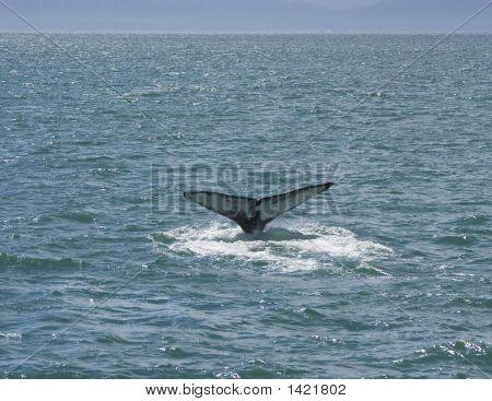 Whale Tail