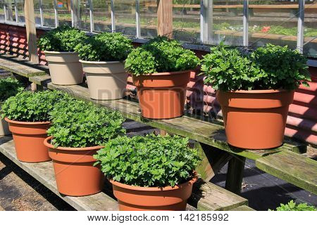Several terra cotta pots with lush green plants displayed on shelving units at nursery