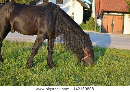 Close-up of black horse grazing on pasture in front of village houses