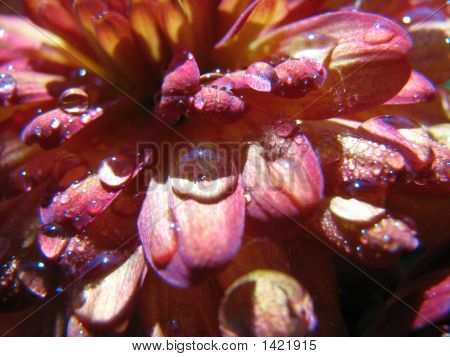 Капли дождя на маму