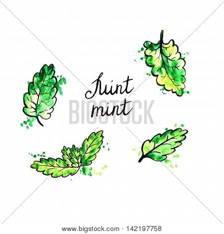 hand drawn mint leaves, ink and watercolor drawing aromatic green plant with paint stains