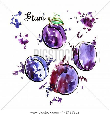 hand drawn blue plums, ink and watercolor drawing fruit with paint stains