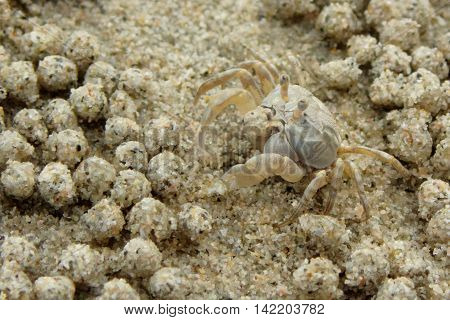 Ghost Crab on the beach. Gulf of Thailand, Thailand.