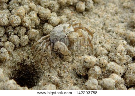 Ghost Crab on the beach. Gulf of Thailand, Thailand.