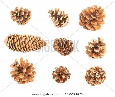 Various pine cones isolated on white background