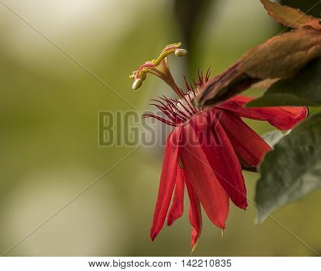 passion flowers or passion vines, is a genus of about 500 species of flowering plants, the type genus of the family Passifloraceae