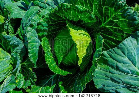 green, vegetables, food, vegetable, healthy, fresh, background, organic, lettuce, salad, vegetarian, diet, isolated, raw, cabbage, ingredient, leafy, leaf, market, broccoli, eating, health, cucumber, white, vitamin