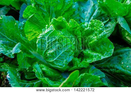 green, vegetables, food, vegetable, healthy, fresh, background, organic, lettuce, salad, vegetarian, diet, isolated, raw, cabbage, ingredient, leafy, leaf, market, broccoli, eating, health, cucumber, white, vitamin