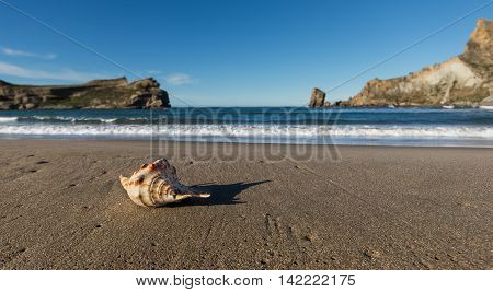 Seashell on the beach of Castlepoint New Zealand.