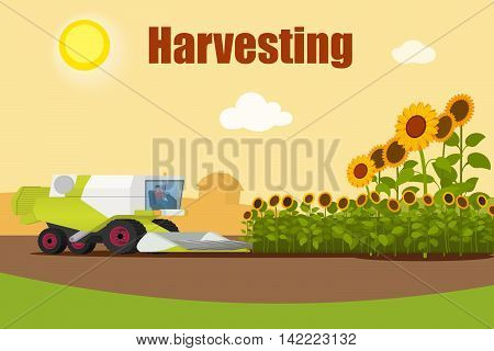 Modern combine harvester tractor working a sunflowers field. Agriculture machinery. Agriculture harvest sunflower seeds. Farm rural landscape, vector illustration.