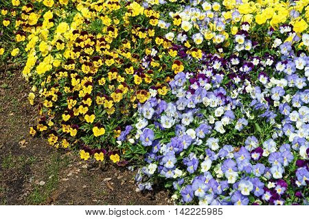 Yellow And Blue Pansies In A Big Flowerbed