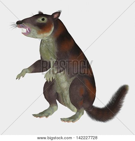 Cronopio Mammal on White 3D Illustration - Cronopio was a squirrel-sized mammal that lived with the dinosaurs in the Cretaceous Period of Argentina South America.