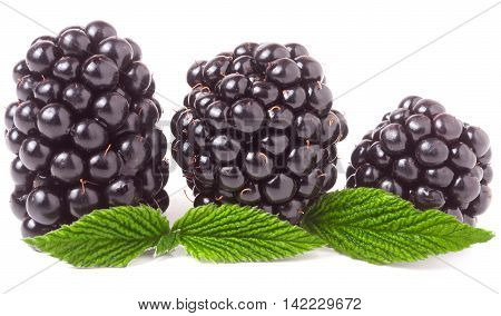 three blackberry with leaf isolated on a white background closeup.