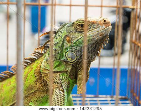 Iguana  In A Cage