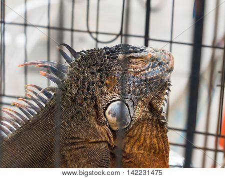 Iguana  In A Cage