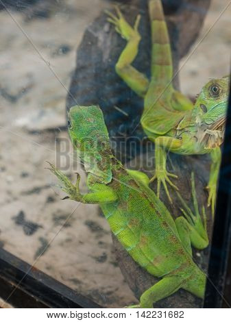 Gila Giant Iguana  In A Cage Anomal Market.