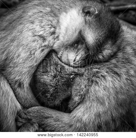 A couple of monkeys showing each other some love and keeping warm.