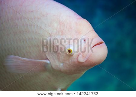 Fish head (Giant) Gourami Albino in water close-up.