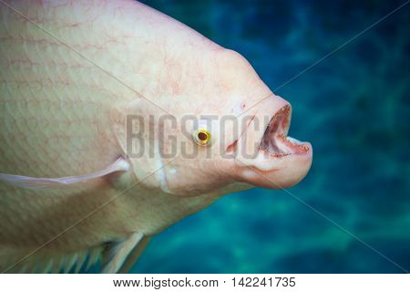 Fish head (Giant) Gourami Albino in water close-up.