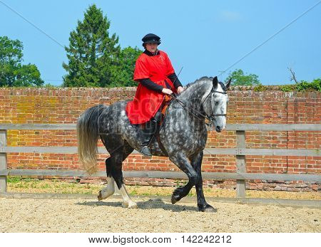 SAFFRON WALDEN, ESSEX, ENGLAND - JUNE 05, 2016: Dapple Grey horse  being exercised, rider wearing Elizabethan costume.