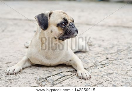 Sad Dog Waiting.very Sad Dog. Sad Border Terrier. Clever Dog. The Dog Is Sick And Misses His Owner.