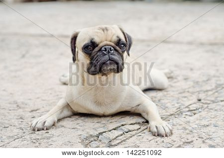Sad Dog Waiting.very Sad Dog. Sad Border Terrier. Clever Dog. The Dog Is Sick And Misses His Owner.